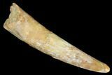 Fossil Pterosaur (Siroccopteryx) Tooth - Morocco #183670-1